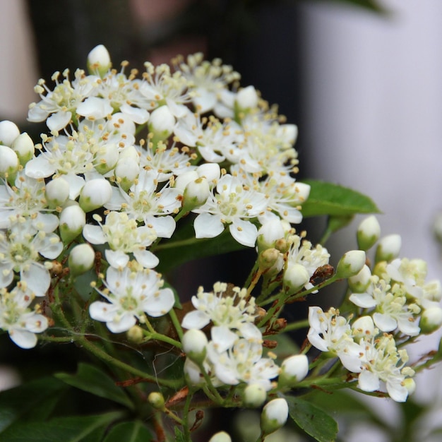 Zdjęcie zbliżenie świeżych białych kwiatów kwitnących w przyrodzie
