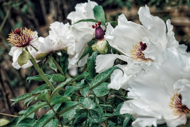 Zdjęcie zbliżenie świeżych białych kwiatów