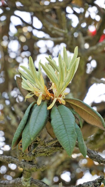 Zbliżenie świeżych Delikatnych Liści Rośliny Rhododendron Hodgsonii Z Naturalnym Tłem