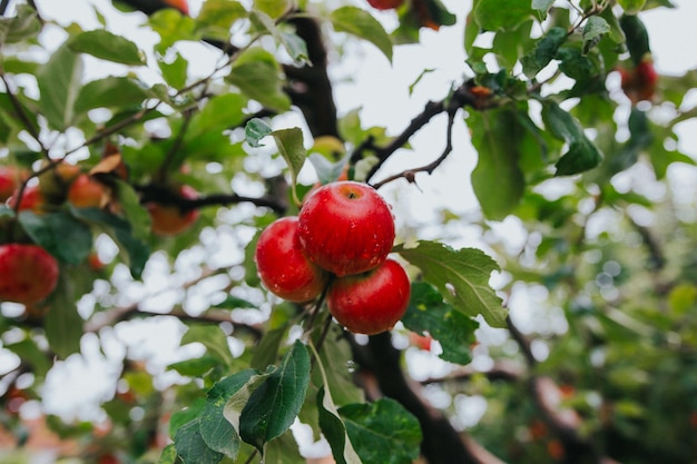 Zbliżenie świeżych dojrzałych jabłek na drzewie