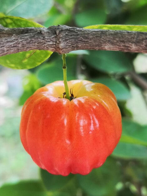 Zdjęcie zbliżenie świeżych pomarańczowych owoców na roślinie