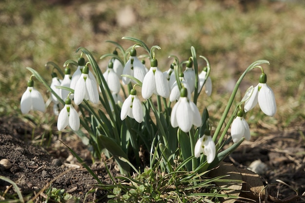 Zbliżenie świeżych wczesnych przebiśniegów lub przebiśniegów pospolitych Galanthus nivalis