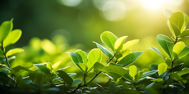 Zbliżenie świeżych zielonych liści z tłem bokeh w ogrodzie