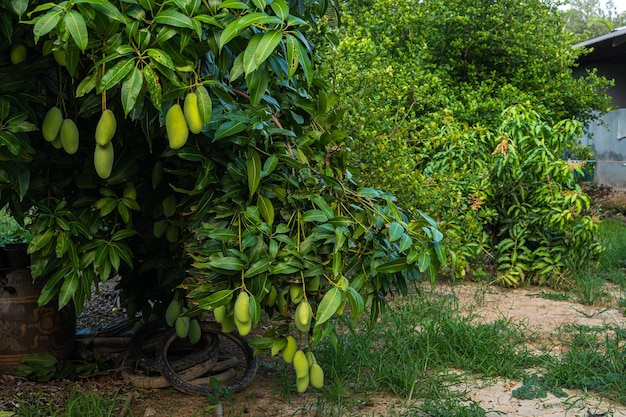 Zbliżenie świeżych Zielonych Mango Wiszących Na Drzewie Mango W Gospodarstwie Ogrodowym Ze światłem Słonecznym W Tle Zbiera Owoce Tajlandia