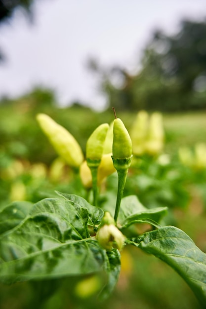 Zbliżenie świeżych żółtych chilli rosnących w ogrodzie gotowy do zbiorów