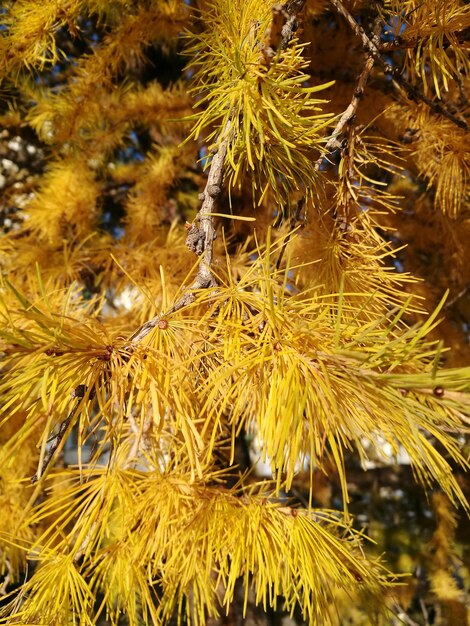 Zdjęcie zbliżenie świeżych żółtych jesiennych liści