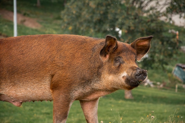 Zbliżenie świni duroc na reklamie