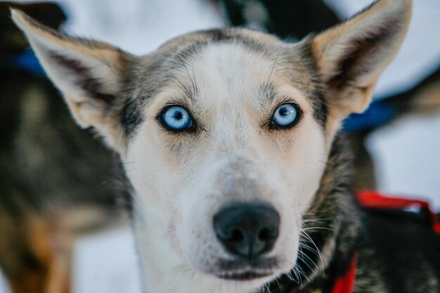 Zdjęcie zbliżenie syberyjskiego husky