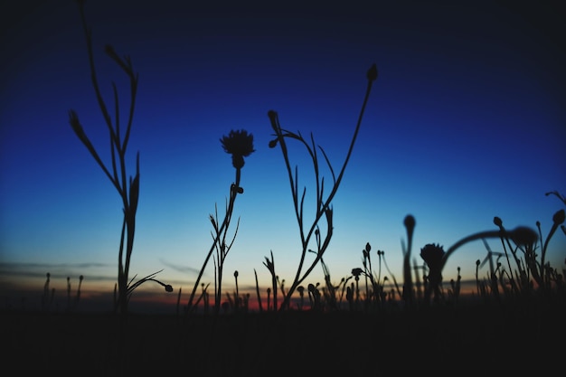 Zdjęcie zbliżenie sylwetek roślin na polu na tle nieba podczas zachodu słońca