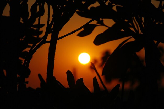Zdjęcie zbliżenie sylwetek roślin na tle nieba podczas zachodu słońca