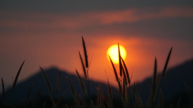 Zdjęcie zbliżenie sylwetek roślin na tle zachodzącego słońca