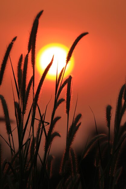Zbliżenie sylwetek roślin na tle zachodzącego słońca