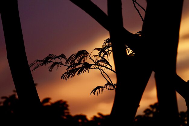 Zdjęcie zbliżenie sylwetki drzewa na tle nieba przy zachodzie słońca