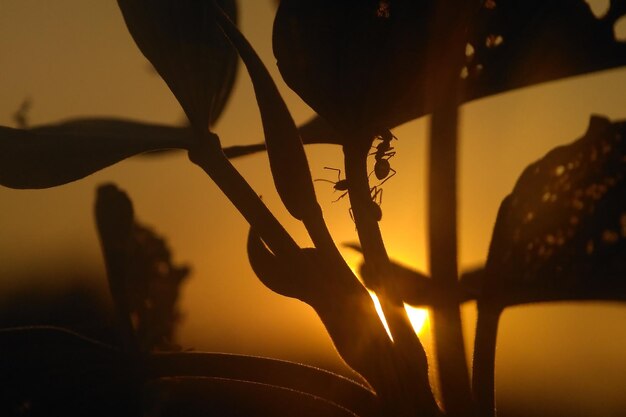 Zdjęcie zbliżenie sylwetki rośliny na tle morza przy zachodzie słońca