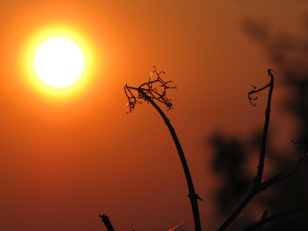 Zbliżenie sylwetki rośliny na tle nieba podczas zachodu słońca