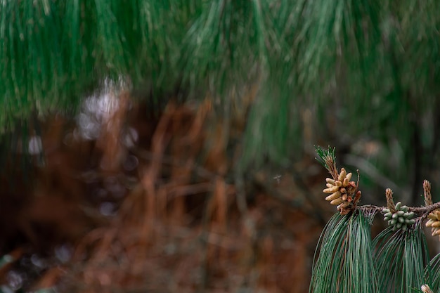 Zbliżenie Szczegółów Uprawy Pinecone