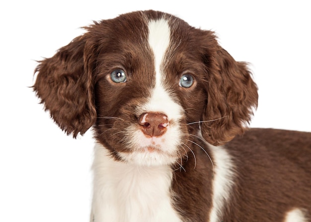 Zbliżenie Szczeniak Springer Spaniel Angielski