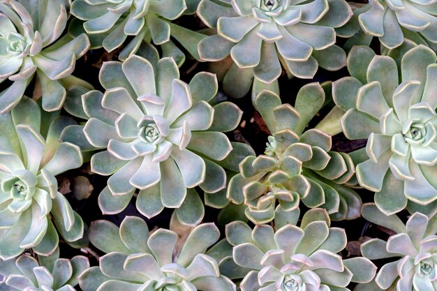 Zbliżenie szminki Echeveria agavoides mensa soczystej gromady.