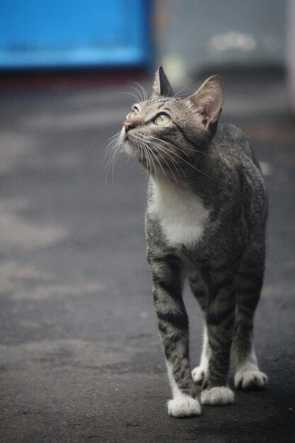 Zdjęcie zbliżenie tabby patrzącej w inną stronę