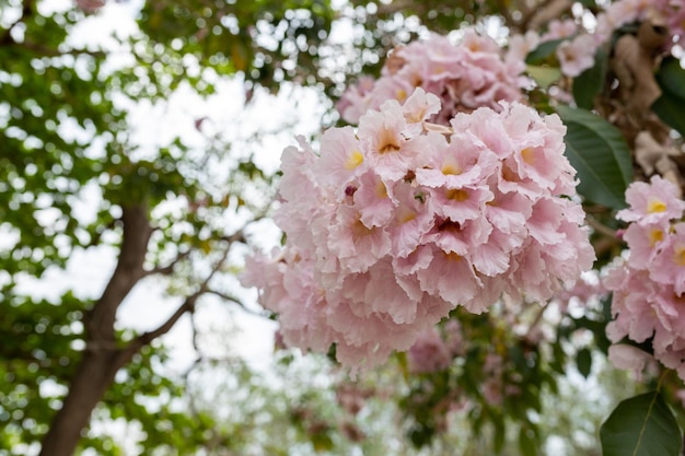 Zbliżenie Tabebuia rosea różowy kwiat trąbki Różowy kwiat Chompoo Pantip w języku tajskim kwiat z rozmytym tłem Różowe drzewo trąbkowe na Uniwersytecie Kasetsart Kamphaeng Saen Tajlandia