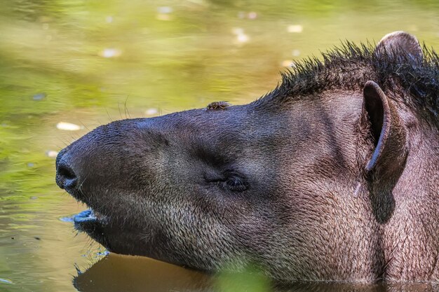 Zdjęcie zbliżenie tapira w jeziorze