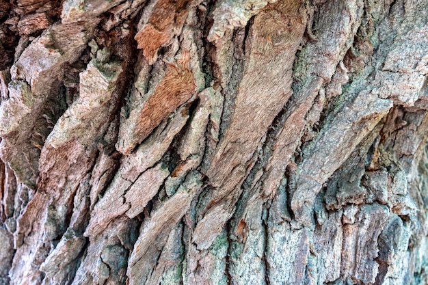 Zbliżenie tekstura kory drzewa z wzorem pęknięć, abstrakcyjne tło, 2021