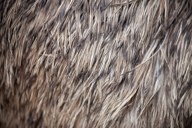 Zbliżenie tekstura piór emu.