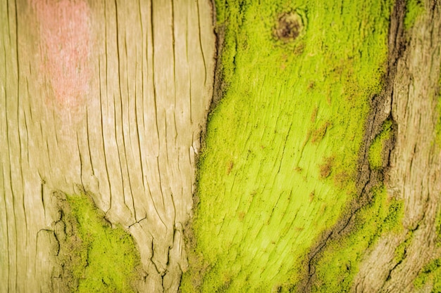 Zbliżenie tekstury kory drzewa z zielonym mchem i pęknięciami Wygenerowane przez AI