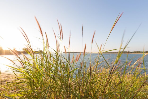 Zdjęcie zbliżenie trawy na plaży na tle czystego nieba