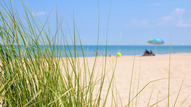 Zdjęcie zbliżenie trawy na plaży na tle nieba