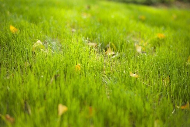 Zdjęcie zbliżenie trawy na polu