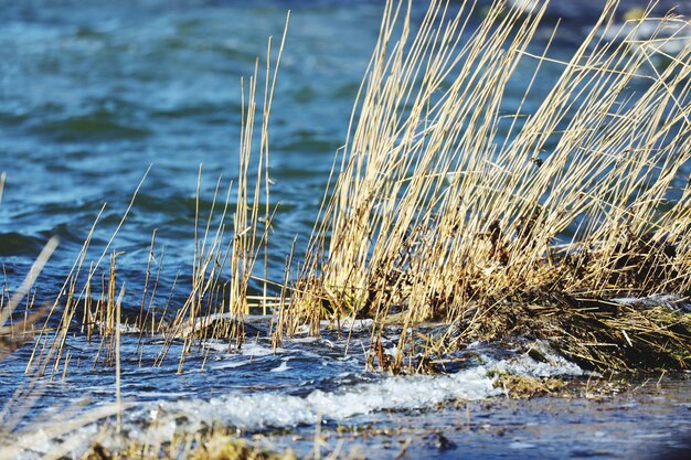 Zdjęcie zbliżenie trawy rosnącej na plaży