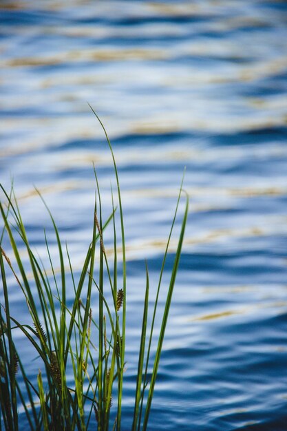 Zbliżenie trawy w jeziorze