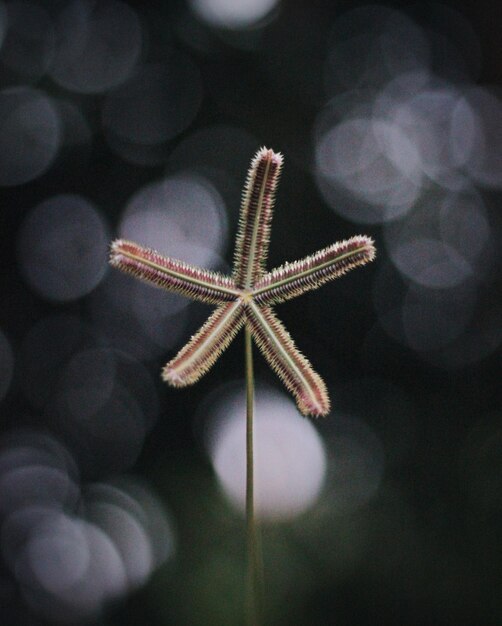 Zdjęcie zbliżenie trawy w kształcie gwiazdy na świeżym powietrzu