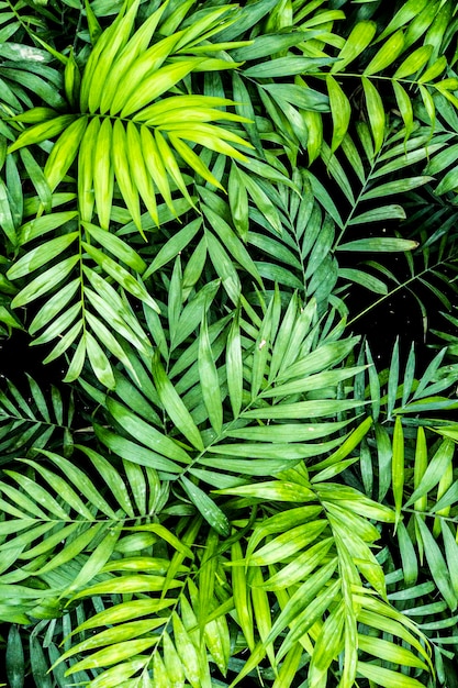 Zbliżenie tropikalny zielony palm pozostawia tekstura natura w koncepcji tła ogród i ciemny ton