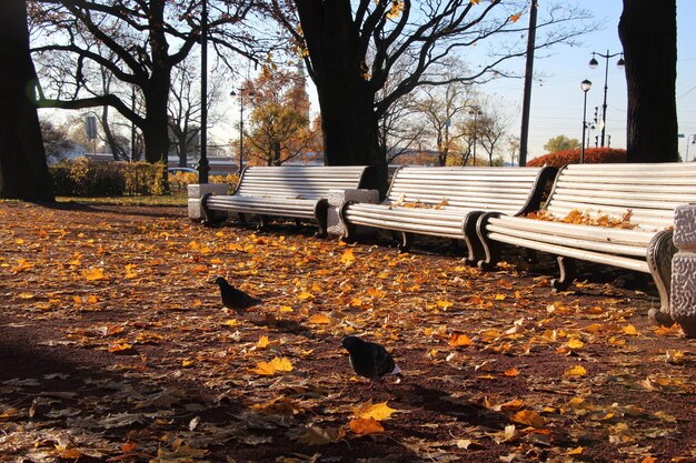 Zbliżenie trzech parkowych drewnianych ławek w kolorze białym z czarnymi bokami w jesiennym parku