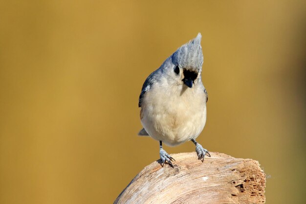 Zdjęcie zbliżenie tufted titmouse na skale