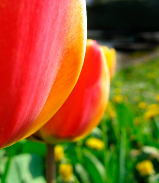 Zdjęcie zbliżenie tulipanów na farmie