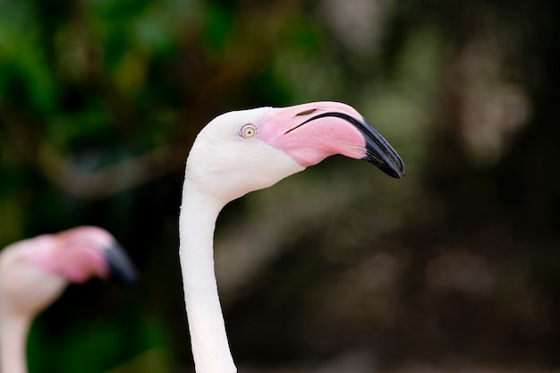 Zbliżenie Twarzy Flamingo