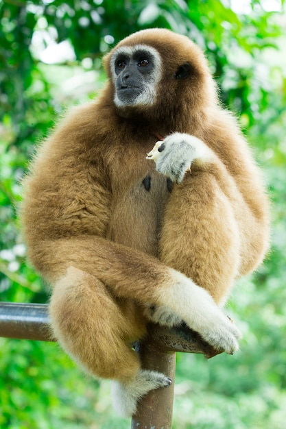 Zbliżenie twarzy gibona w zoo