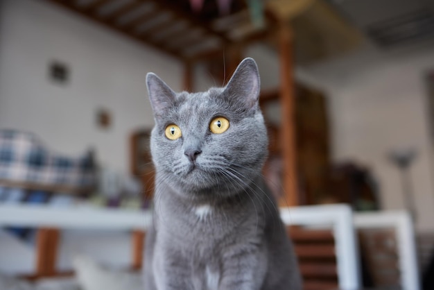 Zbliżenie twarzy kota Portret kotki Kot wygląda na zaciekawionego i czujnego Szczegółowy obraz twarzy kota