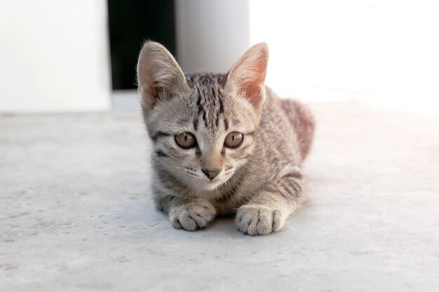Zbliżenie twarzy kotka małego uroczego kociaka siedzącego na świeżym powietrzu kot brązowy wzór z miękkim pastelowym kolorem