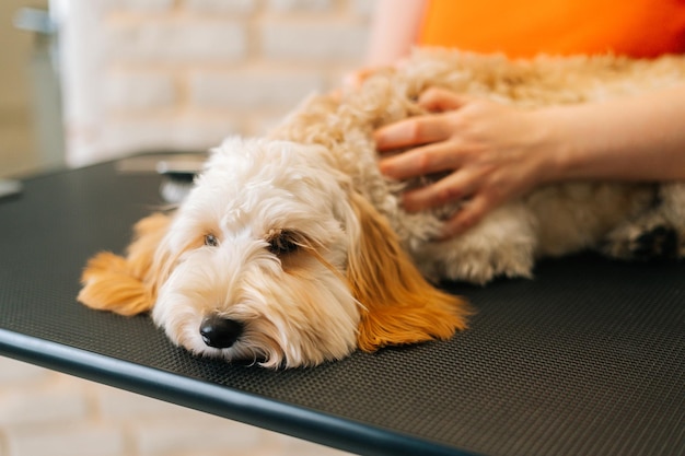 Zbliżenie twarzy słodkiego kręconego psa labradoodle siedzącego przy stole przed szczotkowaniem i strzyżeniem w pielęgnacji