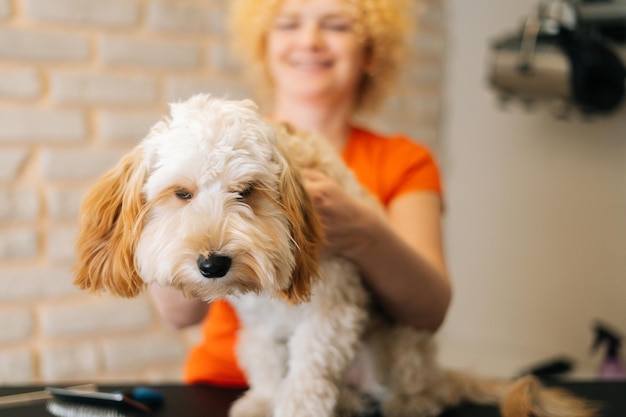 Zbliżenie twarzy słodkiego kręconego psa labradoodle siedzącego przy stole przed szczotkowaniem i strzyżeniem w pielęgnacji