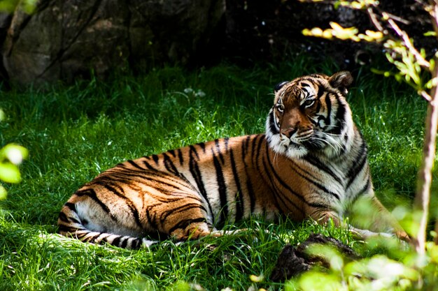 Zdjęcie zbliżenie tygrysa leżącego na trawie