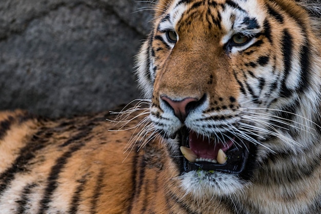 Zbliżenie tygrysa ryczącego w zoo