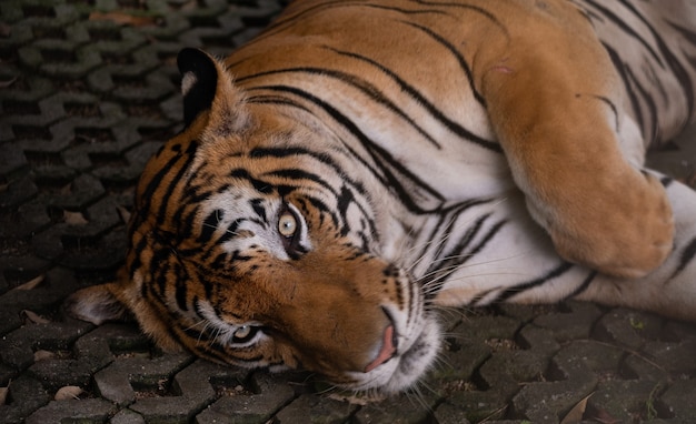 Zbliżenie tygrysa śpi na ziemi