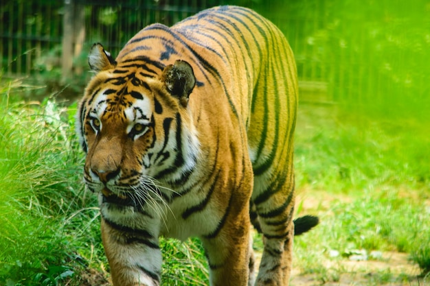 Zdjęcie zbliżenie tygrysa