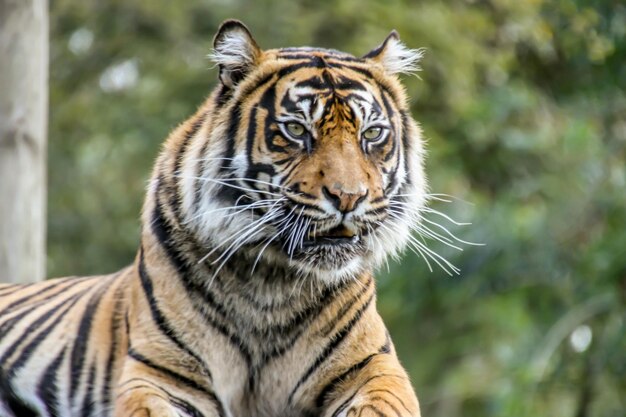 Zdjęcie zbliżenie tygrysa