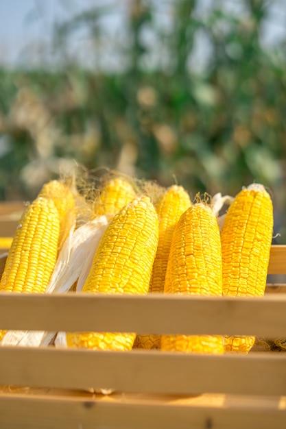 Zdjęcie zbliżenie ucho kolor żółty sucha kukurudza z ziarnami wciąż dołączającymi cob.